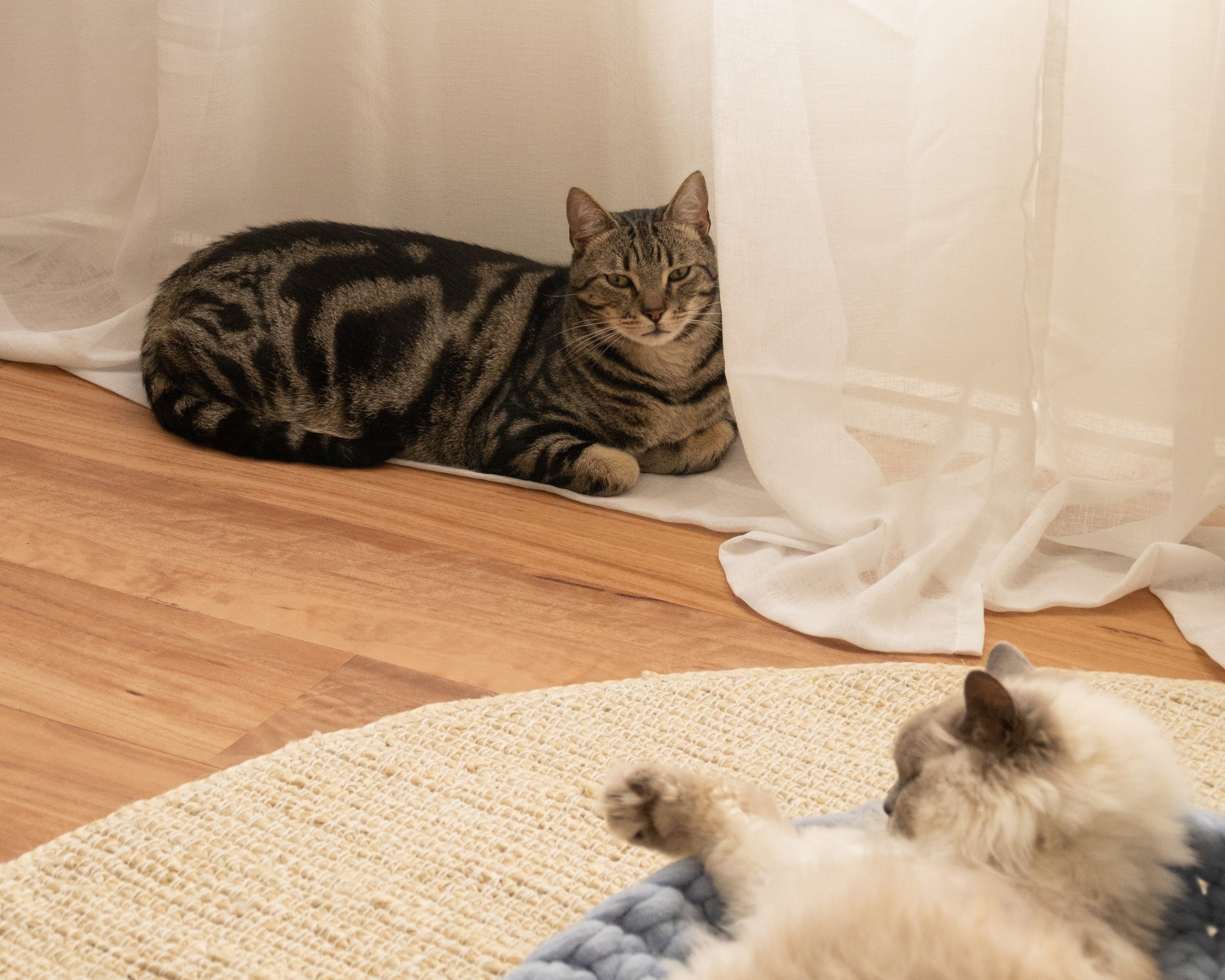 Zuko out of the bed, next to lani in the bed, on a jute mat on the floor boards.