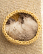 Top view of a cat resting inside the Solace Aura Honey cat bed, a handmade yellow merino wool cat bed with a soft, felted interior and woven structure