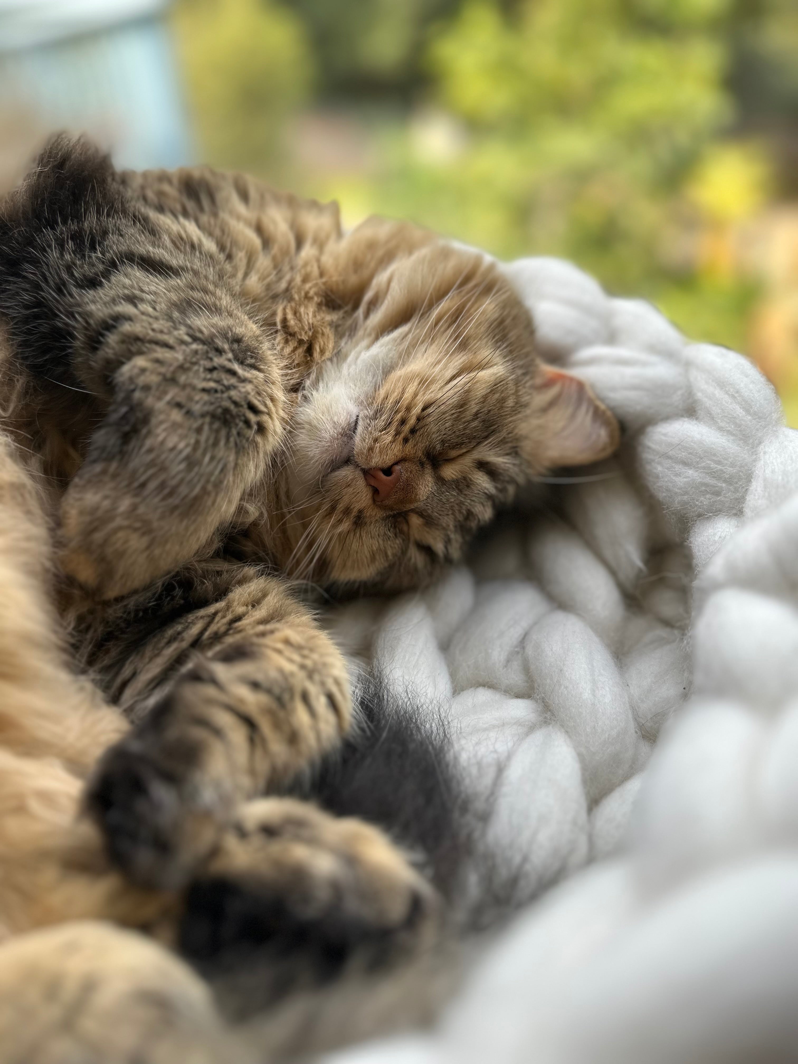 Cat Mia lounging in the natural white Solace Aura bed