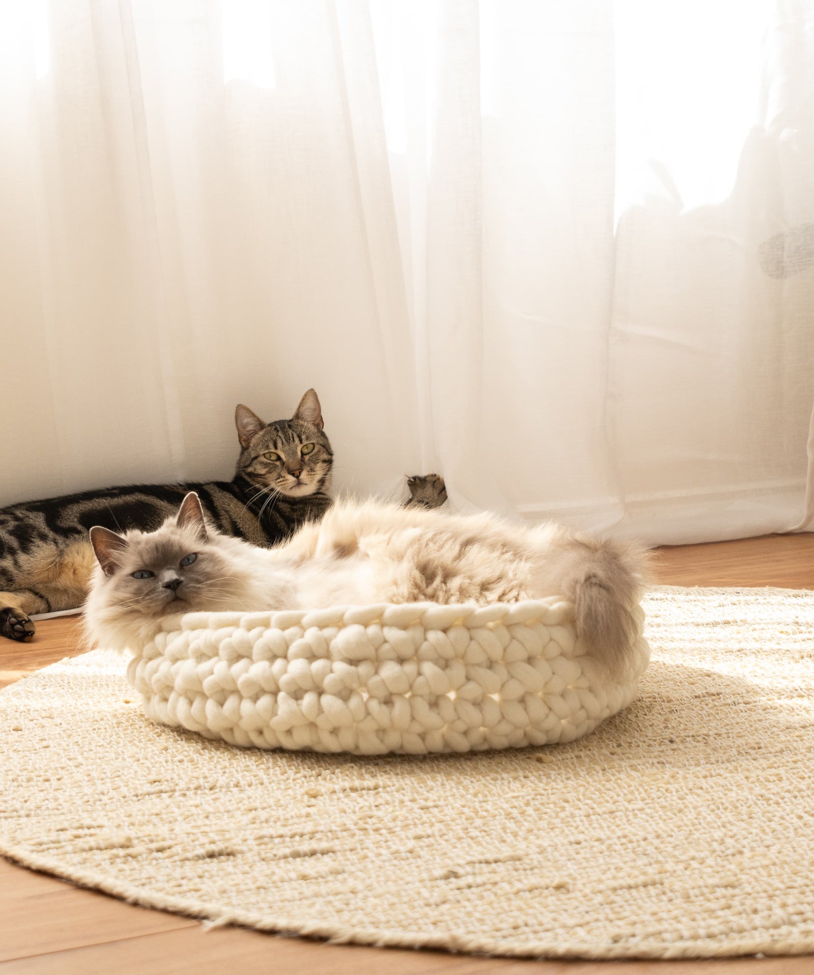 Solace Aura Natural White merino wool cat bed styled on a jute rug, with two cats relaxing in a sunlit room featuring timber floors, sheer white curtains, a leafy indoor plant, and a wooden chair.