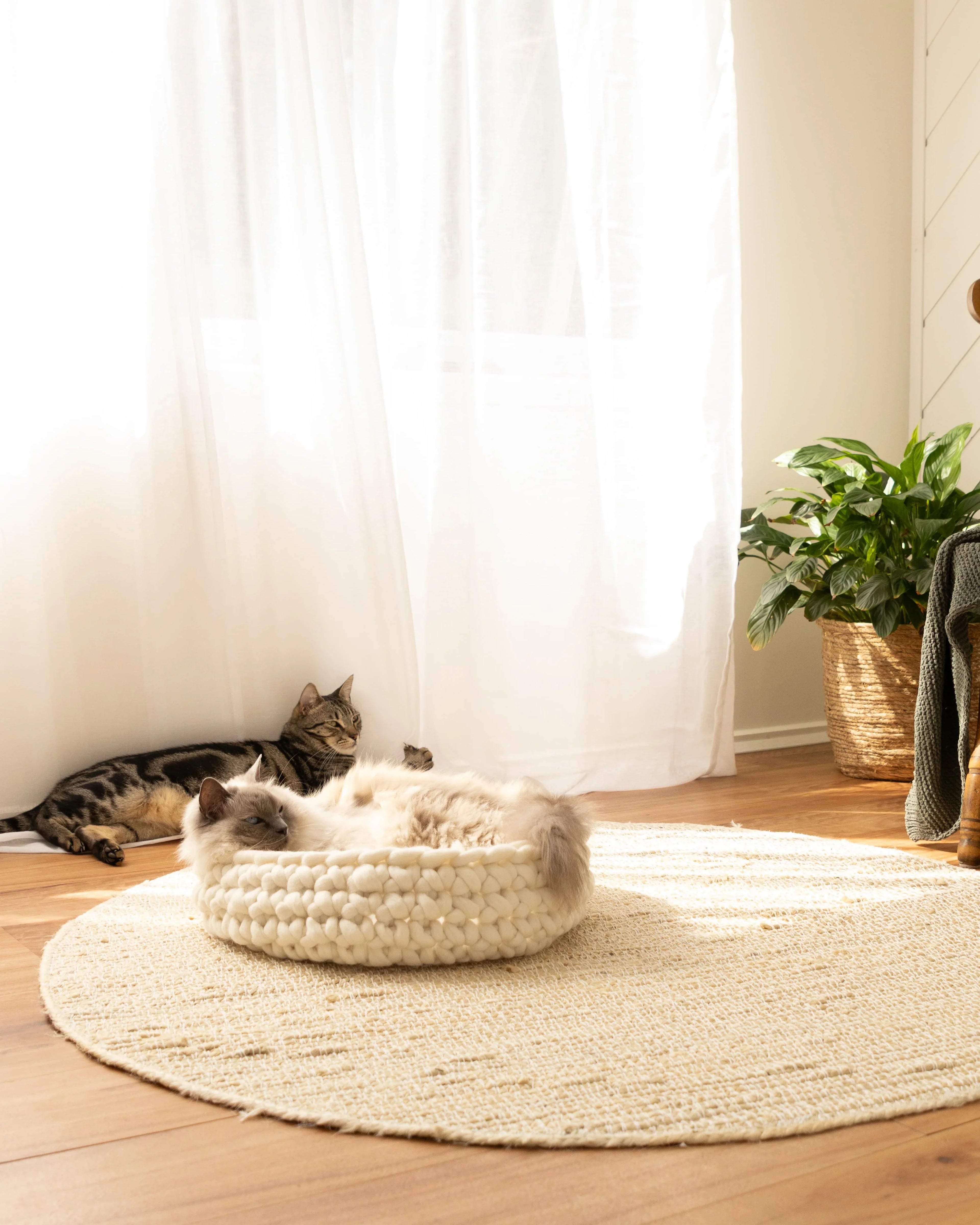 Solace Aura Natural White cat bed, natural white merino wool cat bed placed on a round jute rug, with a cat resting inside the bed and another cat lounging in the background near sheer curtains in a softly lit, earthy home interior