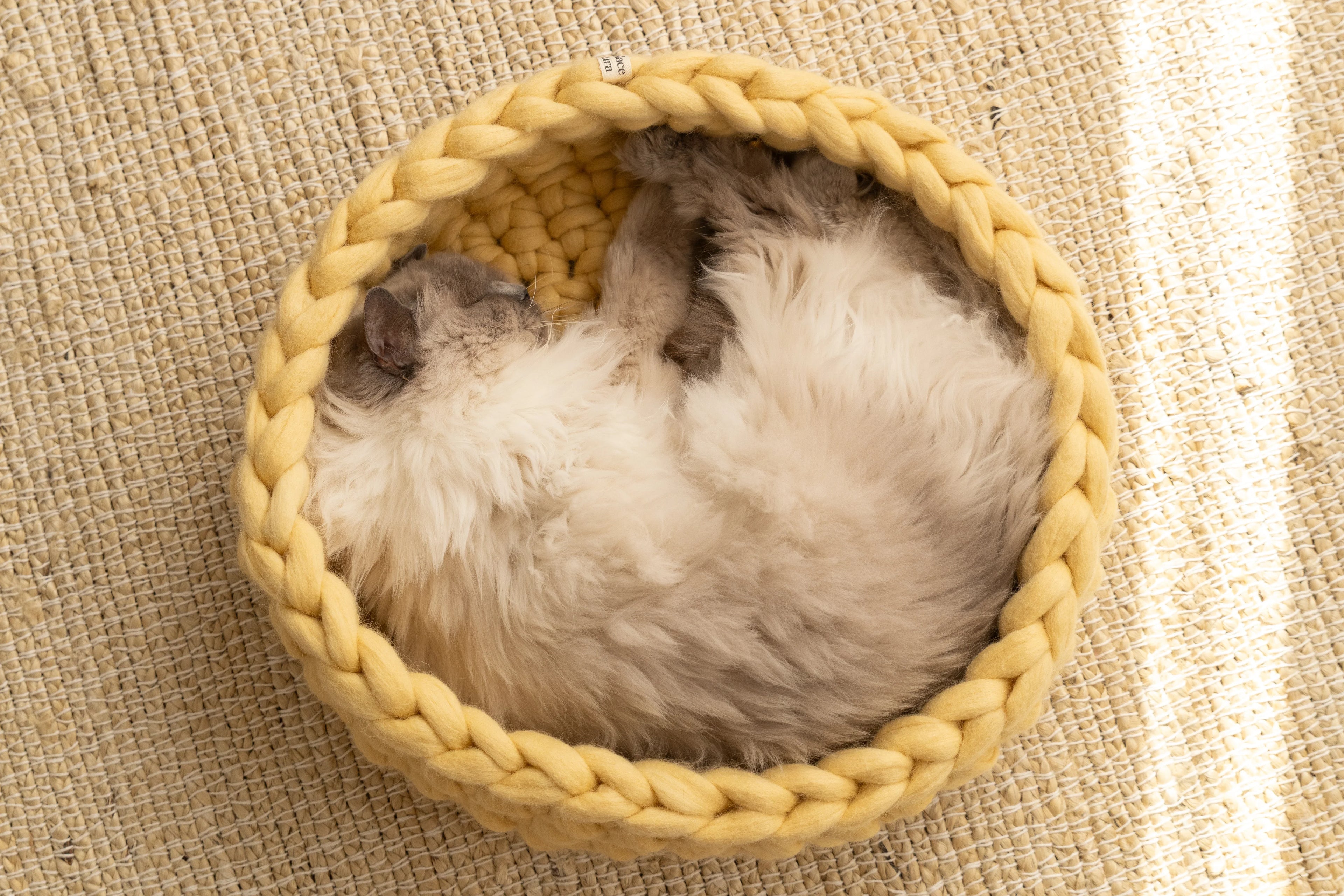 Top view of a cat resting inside the Solace Aura Honey cat bed, a handmade yellow merino wool cat bed with a soft, felted interior and woven structure