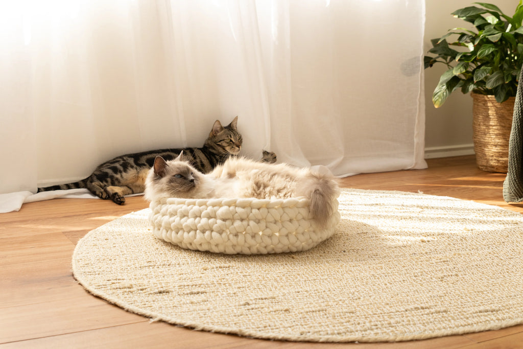 Solace Aura Natural White cat bed made from merino wool, shown from a front angle with a cat resting inside on a round jute rug, styled in a light-filled home interior with sheer curtains, timber floor, woven plant pot and wooden chair in the background.