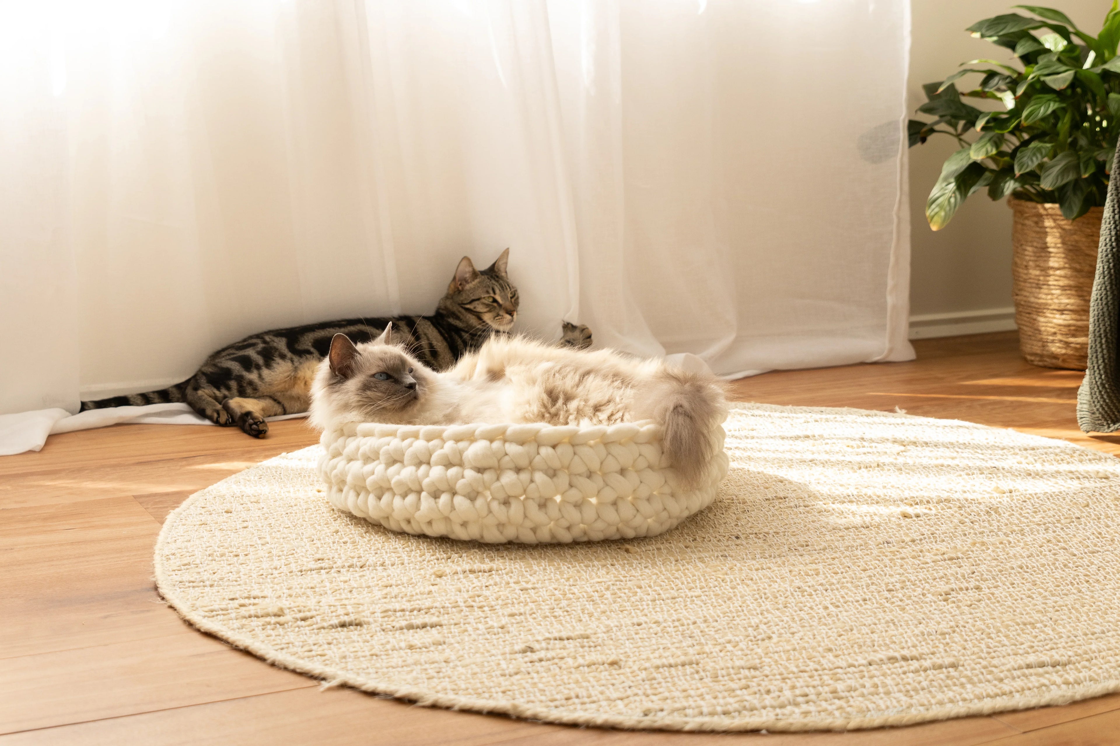 Solace Aura Natural White cat bed made from merino wool, shown from a front angle with a cat resting inside on a round jute rug, styled in a light-filled home interior with sheer curtains, timber floor, woven plant pot and wooden chair in the background.