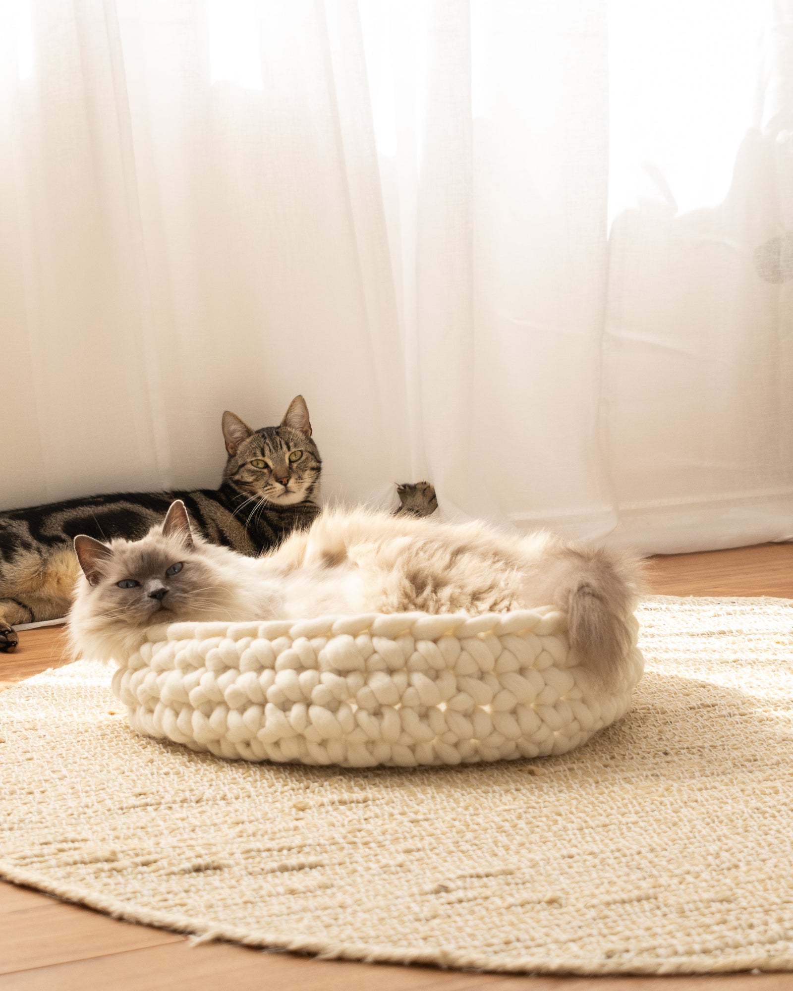 Solace Aura Natural White merino wool cat bed styled on a jute rug, with two cats relaxing in a sunlit room featuring timber floors, sheer white curtains, a leafy indoor plant, and a wooden chair.