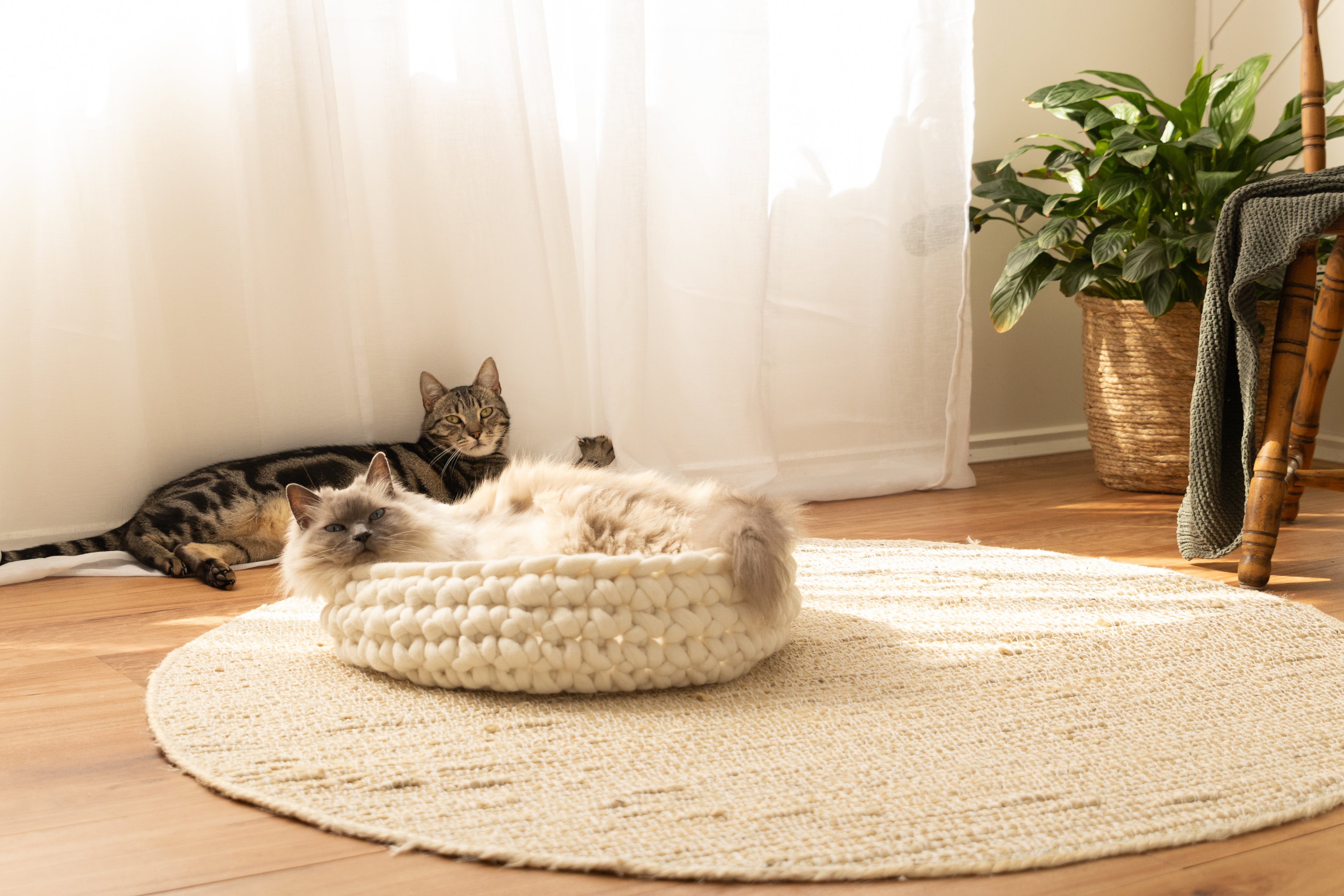 Solace Aura Natural White merino wool cat bed styled on a jute rug, with two cats relaxing in a sunlit room featuring timber floors, sheer white curtains, a leafy indoor plant, and a wooden chair.