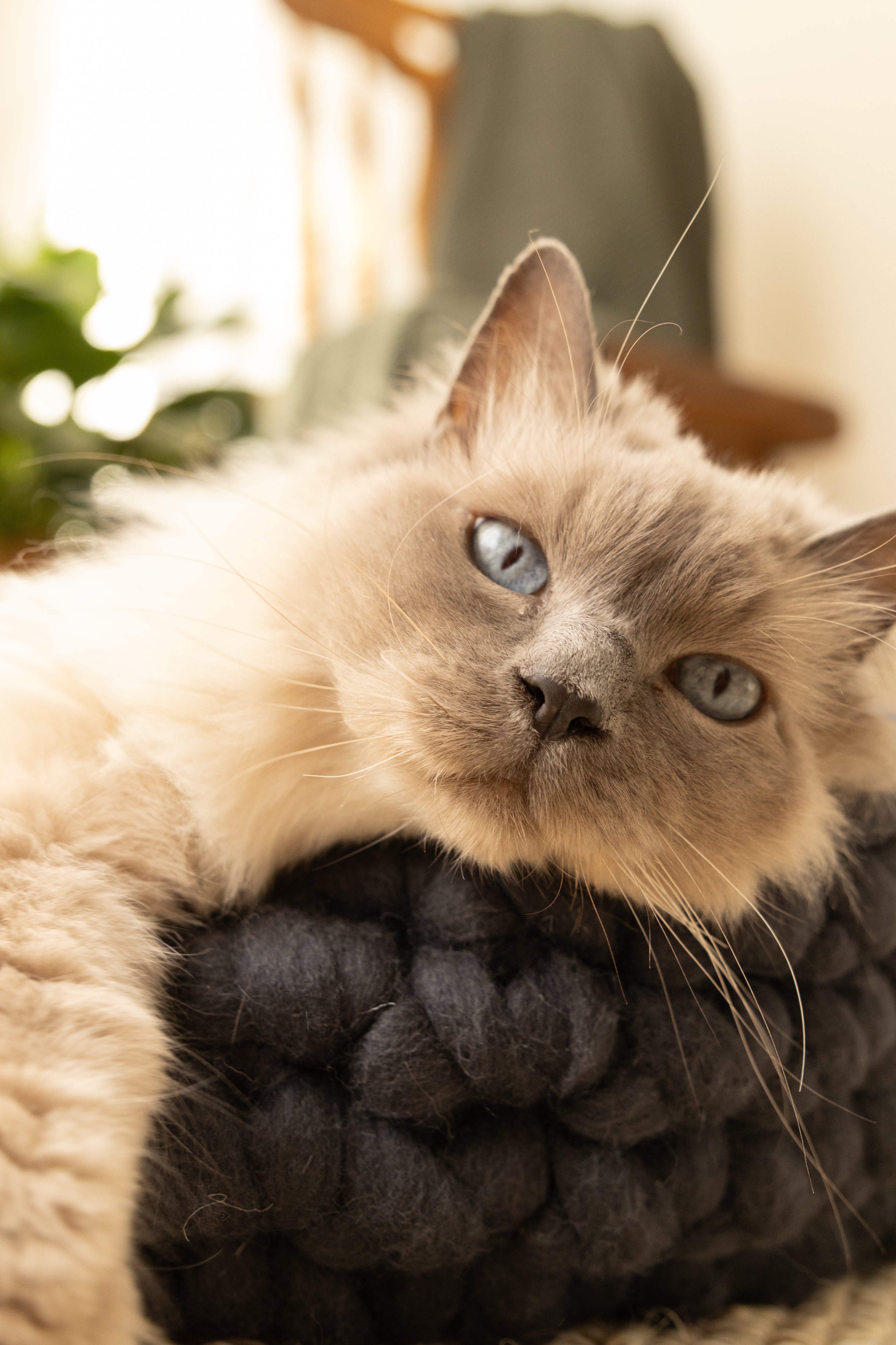 Cat Lani with blue eyes lounging in the charcoal Solace Aura bed